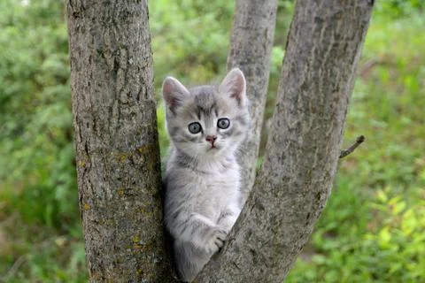 Gray kitten sitting on a tree. Stock Photos