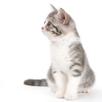 Gray kitten sitting on white background and looking to the side. Portrait of  Stock Photos