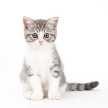 Gray kitten sitting on white background and looks directly. Portrait of the S Foto stock