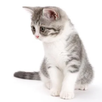 Gray kitten sitting on white background and looking to the side. Portrait of  Stock Photos