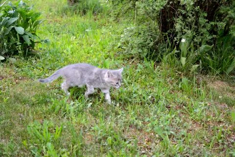 Gray kitten sneaking down the lawn. Stock Photos