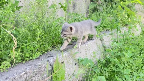 Gray Kitten Walking Outdoors Among Green Grass Stock Footage 336507223