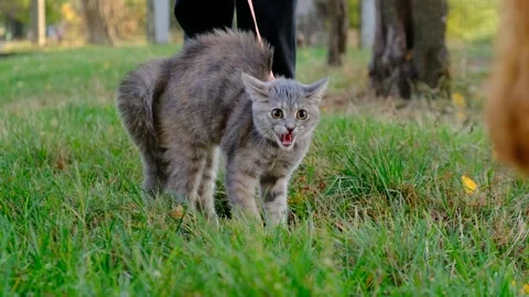 A gray kitten walks on a leash with its owner. The kitten hisses at the dog. Stock Footage 254347982