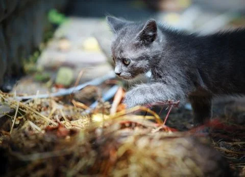 Gray kitten walks Stock Photos
