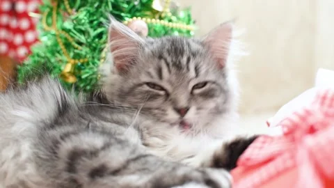 A gray kitten washes against the background of a Christmas tree. Stock Footage 162859743