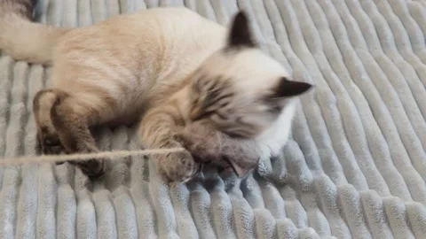 Gray kitten washes, plays at home on the couch  with big blue eyes 库存影片 164472797