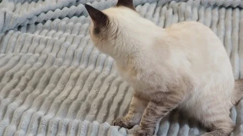 Gray kitten washes, plays at home on the couch  with big blue eyes Vidéo 164472808