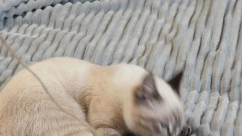 Gray kitten washes, plays at home on the couch  with big blue eyes Stock Footage 164472815