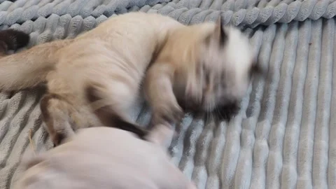 Gray kitten washes, plays at home on the couch  with big blue eyes Vidéo 164472834