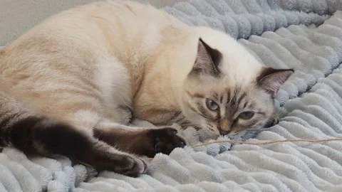 Gray kitten washes, plays at home on the couch  with big blue eyes Stockbeeldmateriaal 164472856