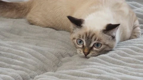 Gray kitten washes, plays at home on the couch  with big blue eyes Stockbeeldmateriaal 164472869