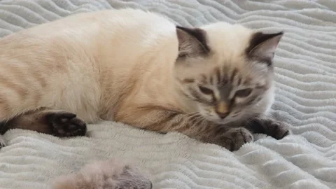 Gray kitten washes, plays at home on the couch  with big blue eyes 库存影片 164472908