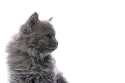 Gray kitten on a white background, close-up, copycat, head of a sergo cute Stock Photos