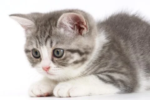 Gray kitten on a white background getting ready to jump. Portrait of the Scot Stock Photos