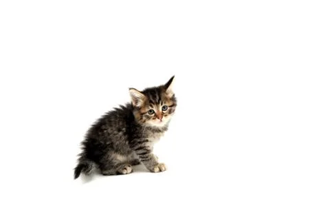 Gray kitten on white background Stock-Fotos
