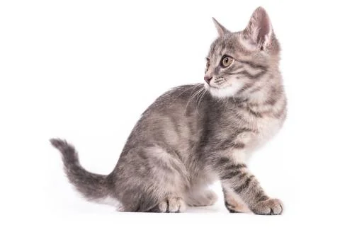 Gray kitten on a white background Stock Photos