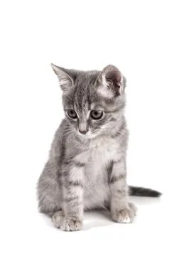 Gray kitten on a white background Stock Photos