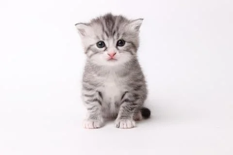 Gray kitten on a white background Stock Photos