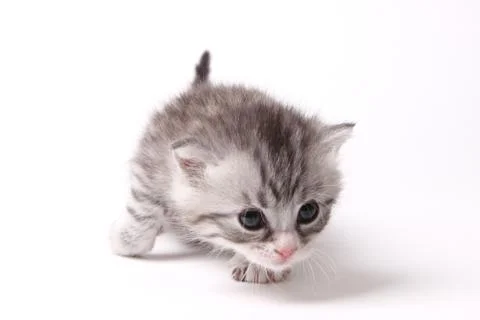 Gray kitten on a white background Stock Photos