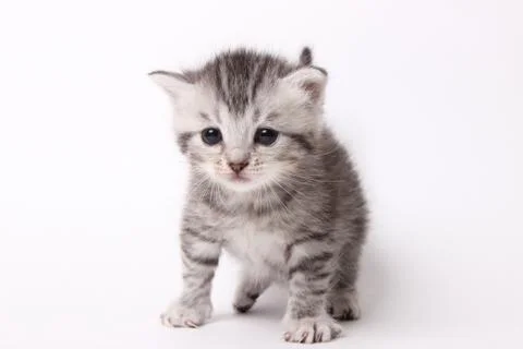 Gray kitten on a white background Stock Photos