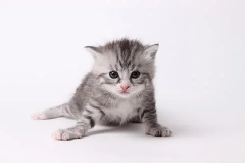 Gray kitten on a white background Stock Photos