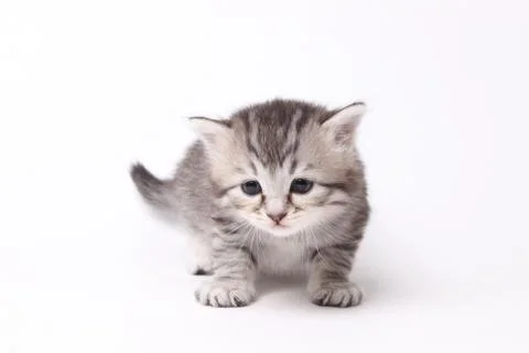 Gray kitten on a white background Stock Photos