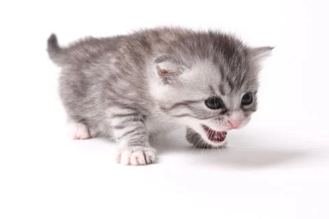 Gray kitten on a white background Stock Photos