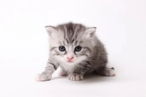 Gray kitten on a white background Stock-Fotos