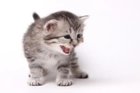 Gray kitten on a white background Stock Photos