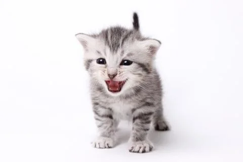 Gray kitten on a white background Stock Photos