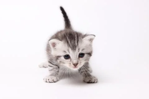 Gray kitten on a white background Stock Photos