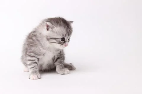Gray kitten on a white background Stock Photos