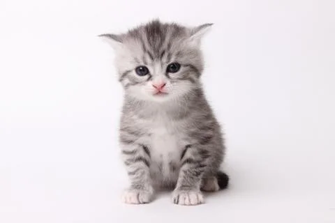 Gray kitten on a white background Stock Photos