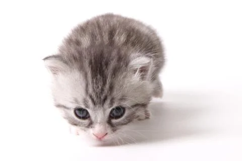 Gray kitten on a white background Stock Photos