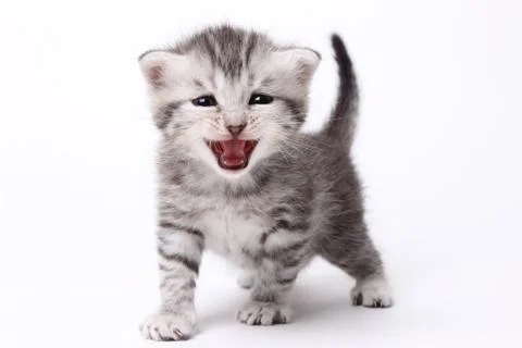 Gray kitten on a white background Stock Photos
