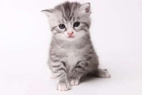 Gray kitten on a white background Stock Photos