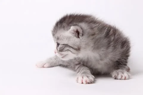 Gray kitten on a white background Stock Photos