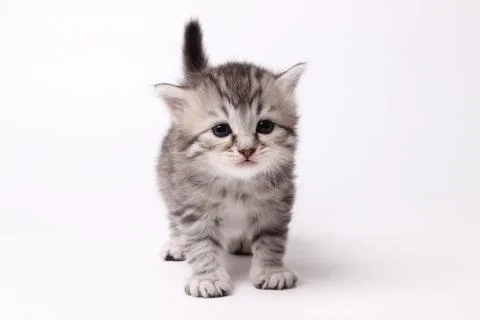 Gray kitten on a white background Stock Photos