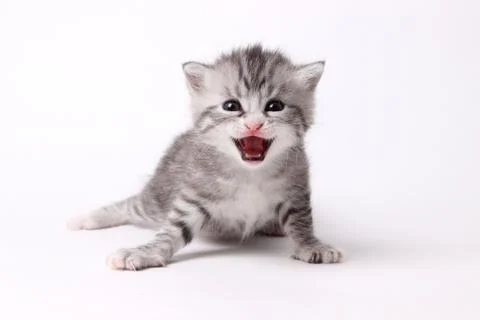 Gray kitten on a white background Stock Photos