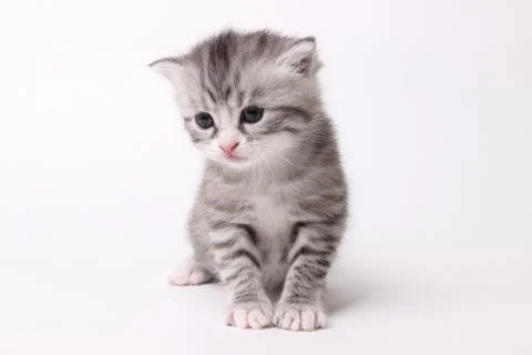 Gray kitten on a white background Stock Photos
