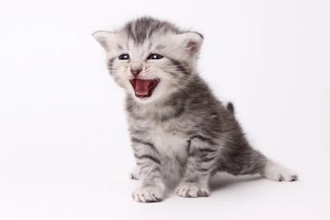 Gray kitten on a white background Stock Photos