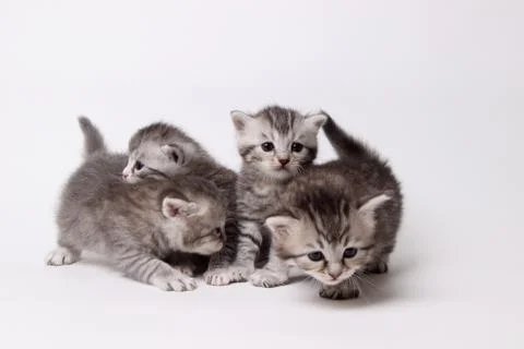 Gray kitten on a white background Stock Photos