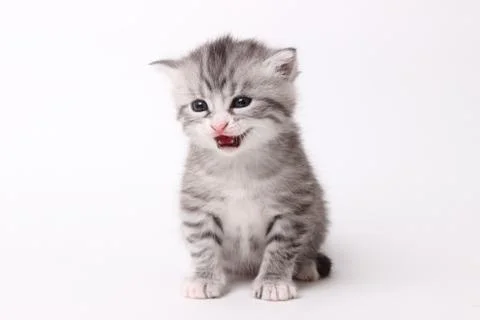 Gray kitten on a white background Stock Photos