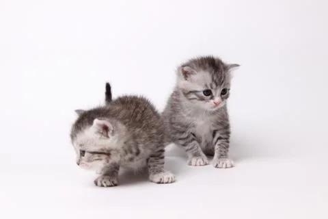 Gray kitten on a white background Stock Photos