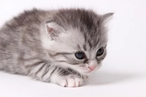 Gray kitten on a white background Stock Photos