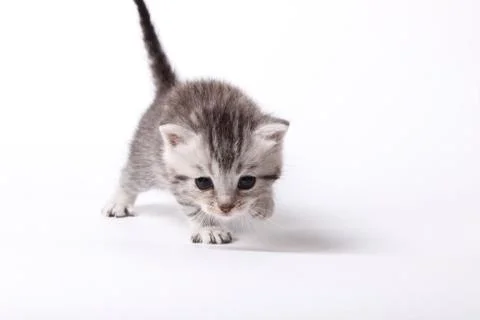 Gray kitten on a white background Stock Photos