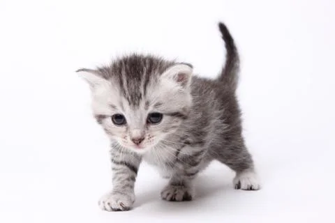 Gray kitten on a white background Stock Photos