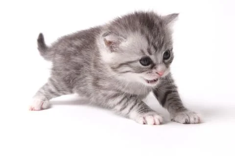 Gray kitten on a white background Stock Photos
