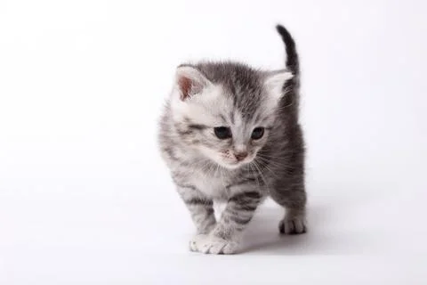 Gray kitten on a white background Stock-Fotos