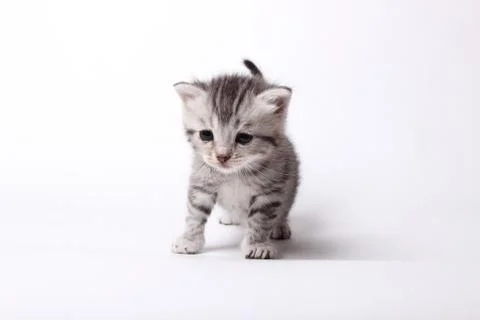 Gray kitten on a white background Stock Photos